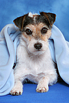 hundefotos parson_russell_terrier