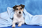 hundefotos parson_russell_terrier