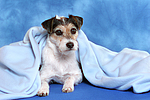 hundefotos parson_russell_terrier