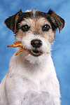 hundefotos parson_russell_terrier