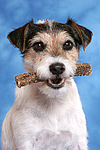 hundefotos parson_russell_terrier