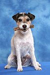 hundefotos parson_russell_terrier