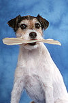 hundefotos parson_russell_terrier