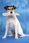 hundefotos parson_russell_terrier