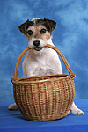 hundefotos parson_russell_terrier
