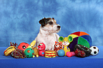 hundefotos parson_russell_terrier