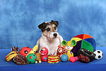 hundefotos parson_russell_terrier