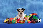 hundefotos parson_russell_terrier