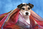 hundefotos parson_russell_terrier