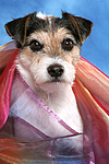 hundefotos parson_russell_terrier