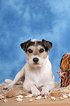 hundefotos parson_russell_terrier