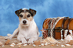 hundefotos parson_russell_terrier