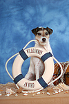 hundefotos parson_russell_terrier