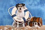 hundefotos parson_russell_terrier