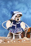 hundefotos parson_russell_terrier