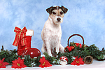 hundefotos parson_russell_terrier