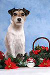hundefotos parson_russell_terrier