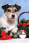 hundefotos parson_russell_terrier