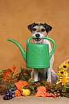 hundefotos parson_russell_terrier