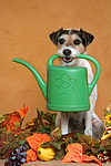 hundefotos parson_russell_terrier