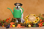hundefotos parson_russell_terrier