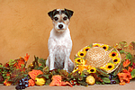 hundefotos parson_russell_terrier
