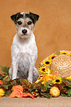 hundefotos parson_russell_terrier
