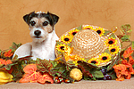 hundefotos parson_russell_terrier
