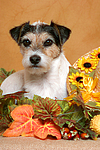 hundefotos parson_russell_terrier