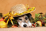hundefotos parson_russell_terrier