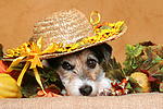 hundefotos parson_russell_terrier