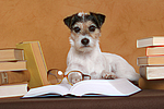 hundefotos parson_russell_terrier