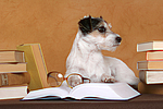 hundefotos parson_russell_terrier