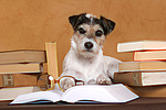 hundefotos parson_russell_terrier