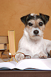 hundefotos parson_russell_terrier