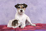 tierfreundschaft tierfreundschaft