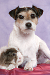 tierfreundschaft tierfreundschaft
