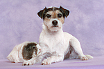 tierfreundschaft tierfreundschaft