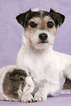 tierfreundschaft tierfreundschaft