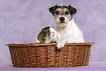 tierfreundschaft tierfreundschaft