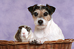 tierfreundschaft tierfreundschaft