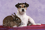 tierfreundschaft tierfreundschaft