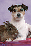 tierfreundschaft tierfreundschaft