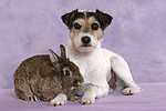 tierfreundschaft tierfreundschaft