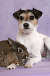 tierfreundschaft tierfreundschaft