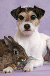 tierfreundschaft tierfreundschaft