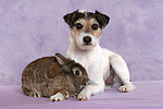 tierfreundschaft tierfreundschaft