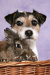 tierfreundschaft tierfreundschaft