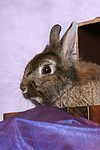 kleintierfotos kaninchen_-_zwergkaninchen