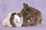tierfreundschaft tierfreundschaft
